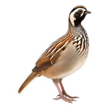 recommend clip art: Description A PNG image featuring a stylized, diecut quail on a transparent background.