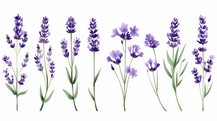 Obraz premium Aesthetic watercolor of lavender flowers Delicate romantic pattern on a white background. Generative AI