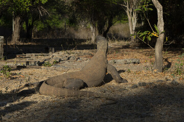 A Komodo dragon lounging in its natural habitat