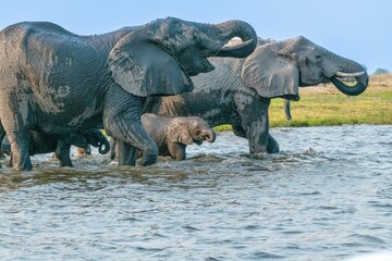 two elephants walk through water as their young swim behind them