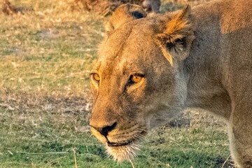 a lion is standing in the grass and looking away from the camera