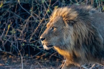 a lion walks through a grassy area near bushes and trees