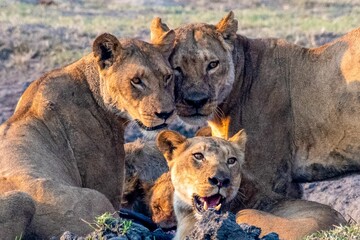 three lion cubs cuddle next to a carcass