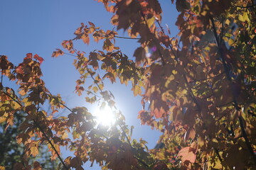 the sun shines through some colorful leaves on a tree
