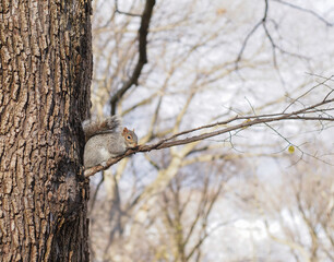 a squirrel sitting on a tree trunk in the forest, looking out