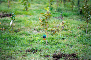 Water sprinkler in a green meadow surrounded y small trees
