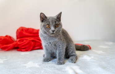 Fototapeta premium Closeup shot of a blue British Shorthair cat with wide-open eyes