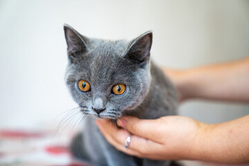 Closeup shot of a blue British Shorthair cat with wide-open eyes