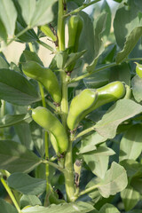 broad beans ready to harvest in garden.