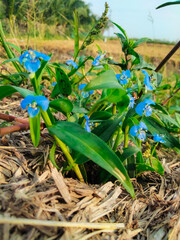 Commelina . This photo was taken in the Kien Giang rice fields, Viet Nam
