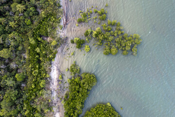 Aerial view of tropical beach plants - Port Douglas, Far North Queensland, Australia