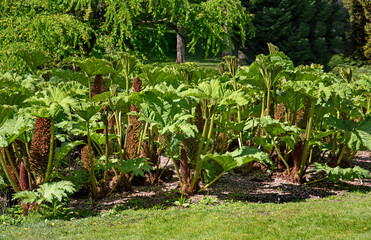 Gunnera Manicata Sub Tropical Plant