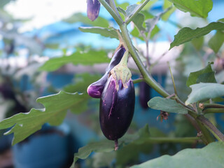 hanging purple eggplant or terong fruit ready to be harvested