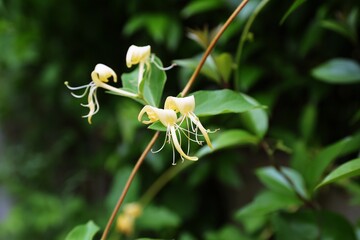 식물, 금은화 개화