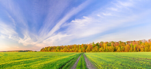 Picturesque panorama of a green field lit by the sun. A field road between the fields leads to the forest