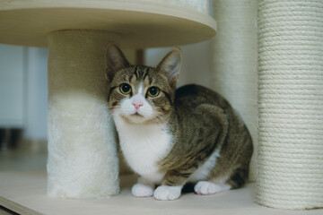 a cat under a table on a floor and looking intently at the camera