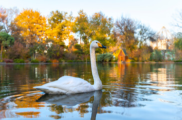 Fototapeta premium White swan swimming in a pond in the Almaty Botanical Garden
