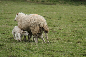 Two New Born Lambs Feeding from Their Ewe Mother.