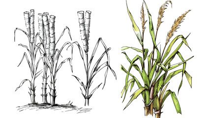 Colored sugarcane grass and outlined sketch of sugar