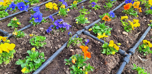 Multi-colored viola tricolor bushes bloom in a city flowerbed. Panorama of drip irrigation system...