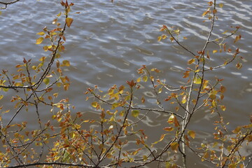 yellow leaves on the river