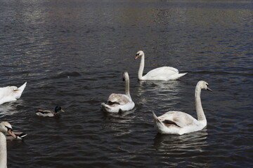 swans on the lake