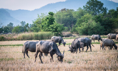 A herd of buffalo walks and grazes in a rice field with a backdrop of mountains and palm trees in...