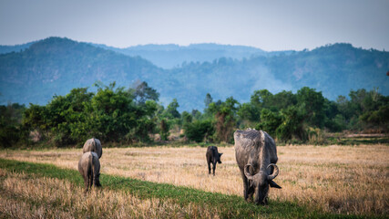 A herd of buffalo walks and grazes in a rice field with a backdrop of mountains and palm trees in...