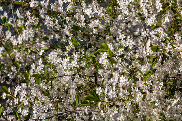 Blossoming apple branch in spring