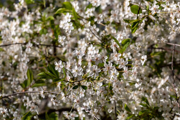 Blossoming apple branch in spring