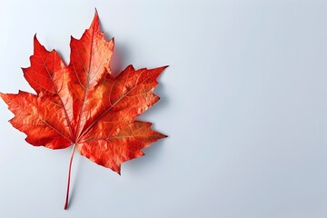 Radiant Maple Leaf Vibrant Canadian Nature Symbol