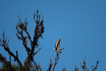 Common Rose Finch bird on a branch