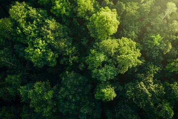 Naklejka premium A lush green forest with trees of various sizes and shapes