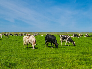 A lively group of cows peacefully grazing on a lush green field in Texel, creating a harmonious...