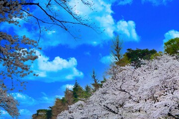 さくらのある景色