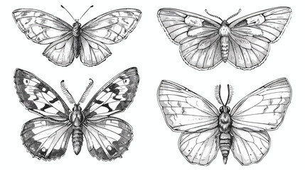 Butterflies in vintage style Four . Outlined sketches