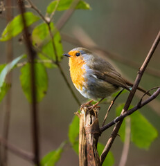 Vibrant and colorful robin bird perched gracefully on a tree branch in a lush forest setting