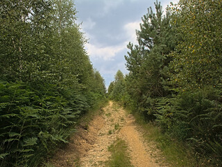 Obraz premium Path in a forest on a cloudy summer day in Ardennes, Wallonia, Belgium 