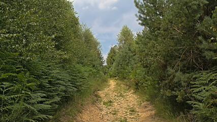 Obraz premium Path in a forest on a cloudy summer day in Ardennes, Wallonia, Belgium 