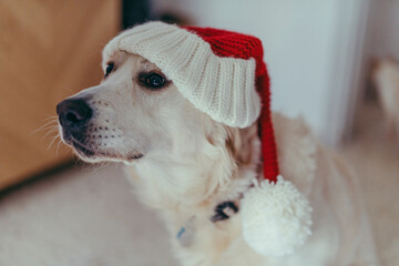 Adorable canine wearing a Christmas hat gazes upwards with curiosity