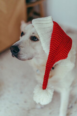 Adorable canine companion seated on the grass, wearing a festive red Christmas hat