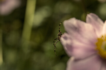 Close-up of an arachnid perched atop a bright pink flower