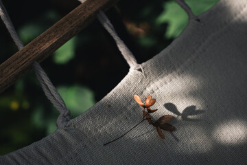 Close-up of a small flower on a piece of fabric, attached to a string