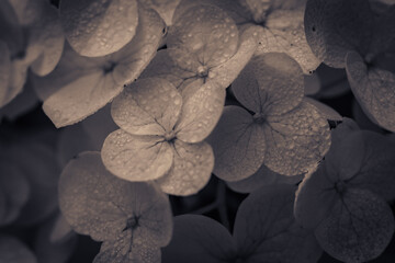 Close-up of a raindrops glistening on the leaves of a plant