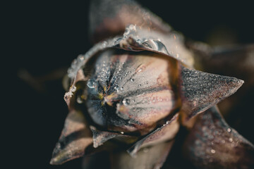 Macro shot of a flower, with a sprinkling of water droplets glistening in the light