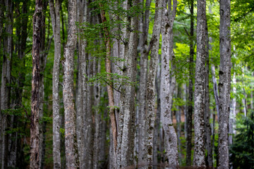 Verdant trunks of trees stand tall in the lush forest region of the park.