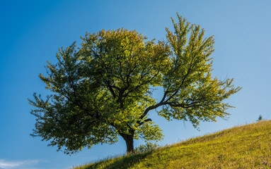 Majestic tree standing on a hillside under a blue sky.