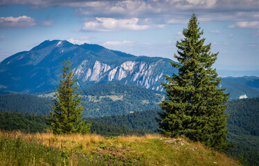 Tall evergreen trees are positioned on the edge of a hill.