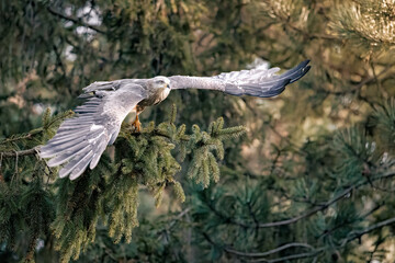 Hawk taking off from a branch in the forest.
