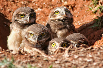 Family of burrowing owls inside their burrow.